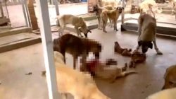 Adana’da Koronavirüs nedeniyle aç kalan köpekler birbirlerini yemeye başladı