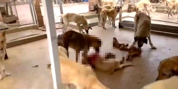  Adana’da Koronavirüs nedeniyle aç kalan köpekler birbirlerini yemeye başladı