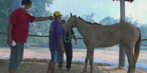 Korona’dan sonra Çin’in yanı başında bir virüs daha patlak verdi