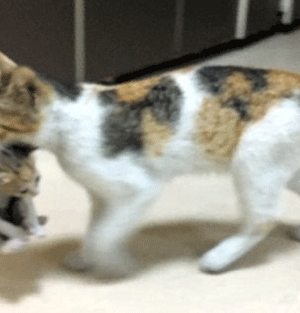 Anne kedi  Hastalanan yavrusunu acil servise getirdi