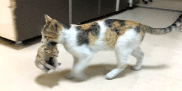  Anne kedi  Hastalanan yavrusunu acil servise getirdi