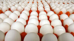 Avrupa ülkesi Fransa’da yeni tehlike! 500 binden fazla yumurtada görüldü