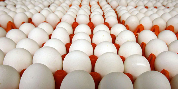  Avrupa ülkesi Fransa’da yeni tehlike! 500 binden fazla yumurtada görüldü