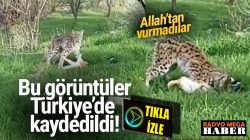 Tunceli ,Hozat’ta Vaşak yakaladığı kediyi kaptı götürdü