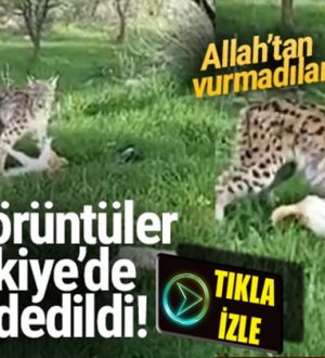 Tunceli ,Hozat’ta Vaşak yakaladığı kediyi kaptı götürdü