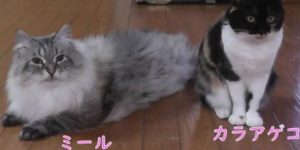 Vladimir Putin’in Japonya’ya yolladığı kedi karantinaya alındı