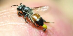 Kastamonu, Abana’da Arı sokan kişiden acı haber geldi