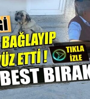 Kocaeli Kandıra’da Yaşlı adam köpeğe tecavüz ederken yakalandı