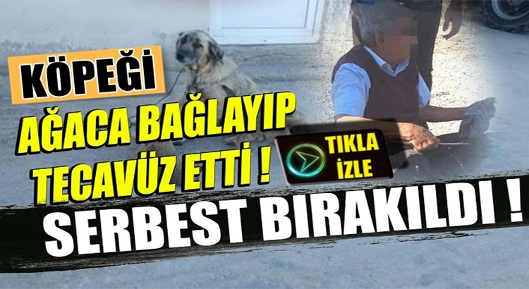  Kocaeli Kandıra’da Yaşlı adam köpeğe tecavüz ederken yakalandı