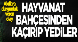 Zonguldak, Gökçebeyli’de hayvanat bahçesinde akıl almaz olay